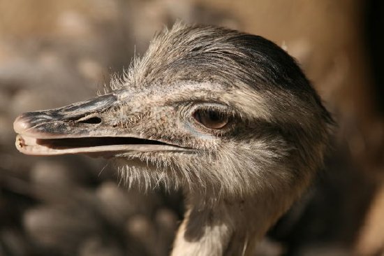 Emu