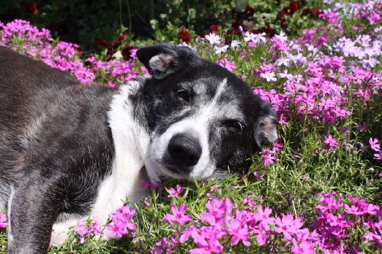 Hund und Blumen