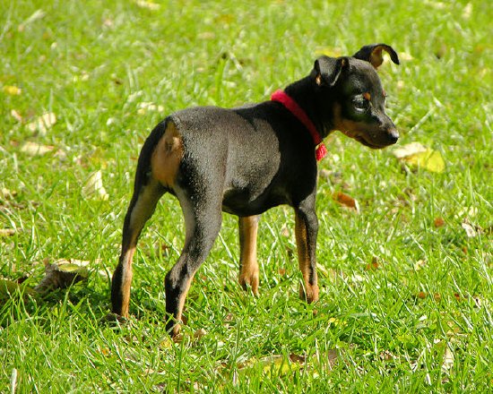 Um cãozinho