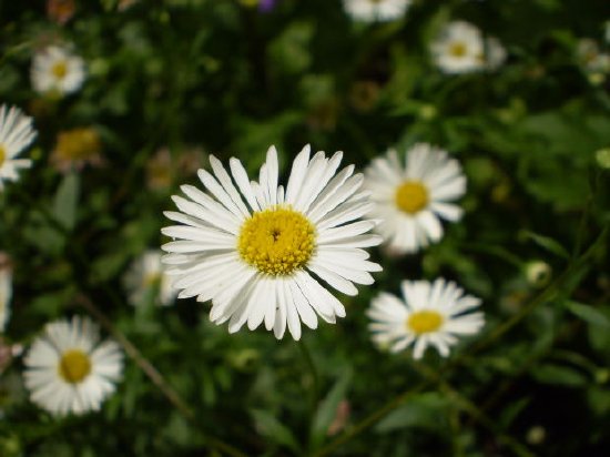 White Daisies