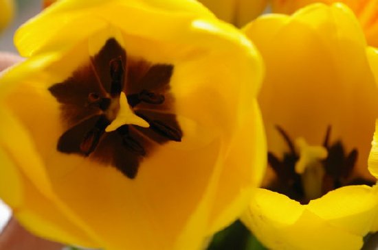 Tulpen