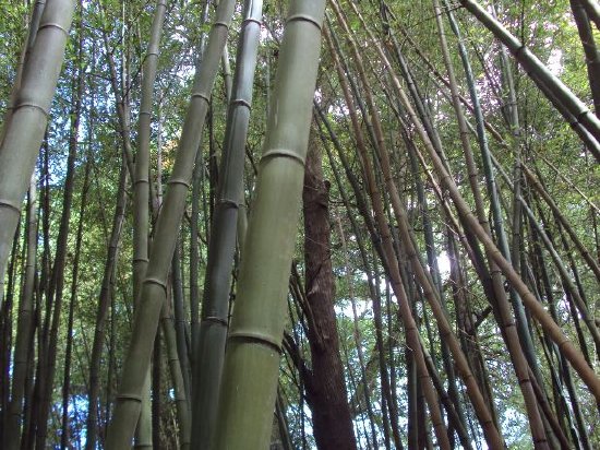 竹子植物