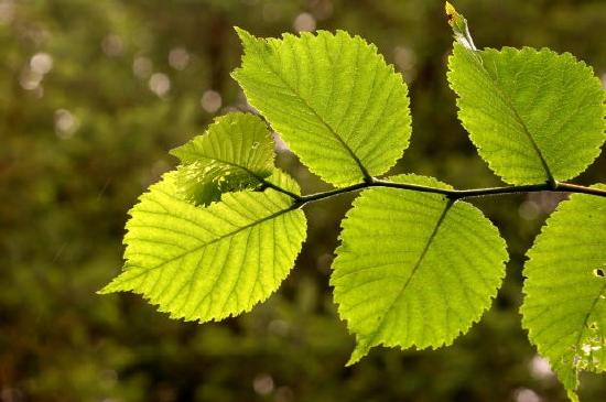 Grünes Blatt