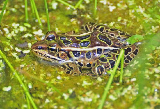 Rana leopardo