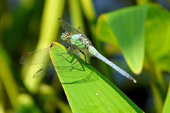 Libelle auf einem Blatt