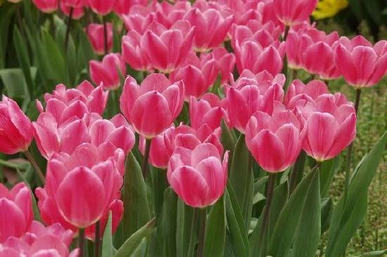 Pink Tulips