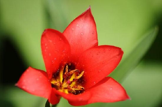 Tulipe rouge