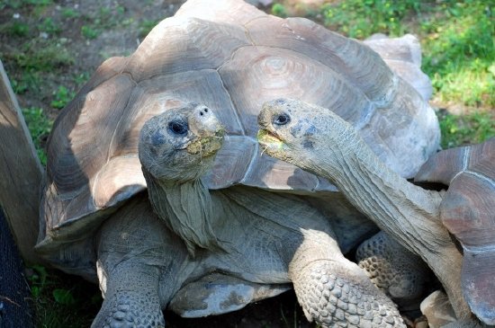 Schildkröten