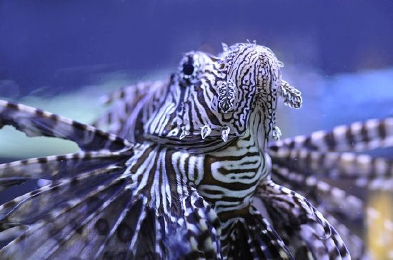 Scorpion Fish