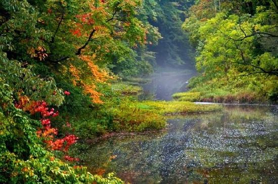 霧の風景