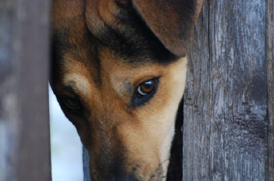 Cão bonito