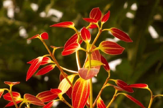 Feuilles d'oranger