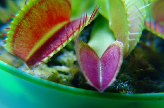 Venus flytrap