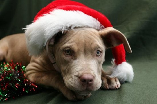 Cucciolo in un cappello di Natale