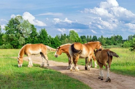 Chevaux sur le terrain