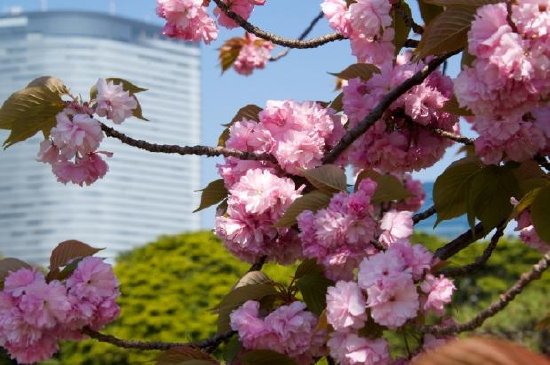 Flor de cerezo en la ciudad