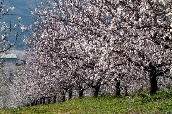 Arbol de almendras