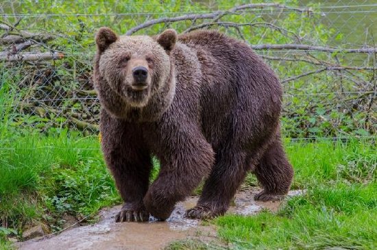 Brownbear Stalking