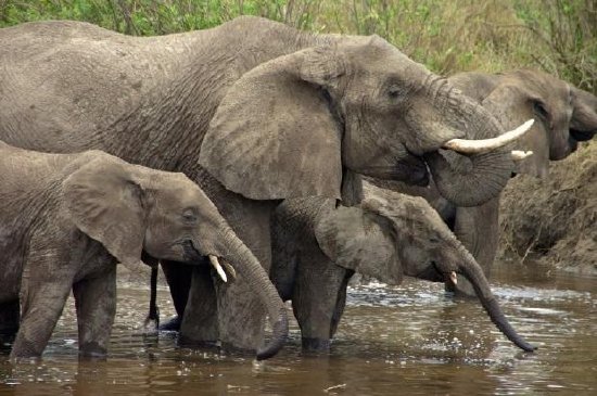 Elefante Africano no Parque