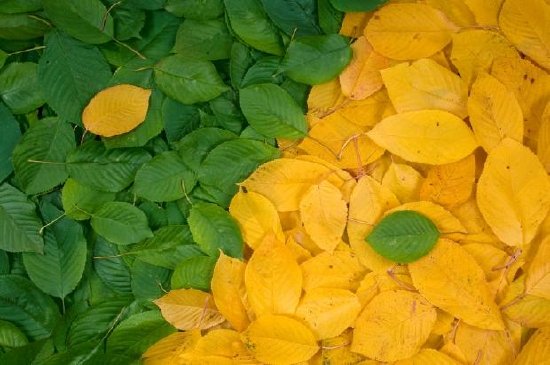 Green and Yellow Leaves