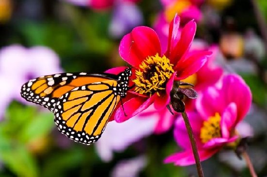 Butterfly on a Flower