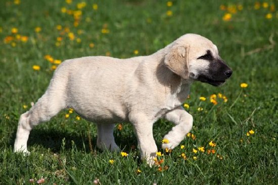 Perro Kangal joven jugando