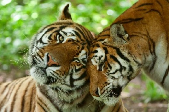 Tigerfamilie