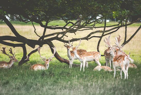 チャッツワースハウス、ベイクウェル、イギリス