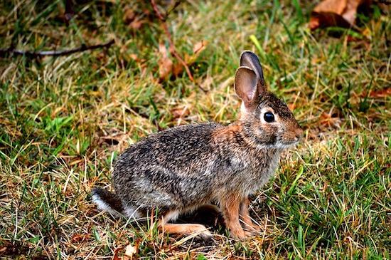 Kaninchen auf Gras