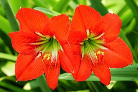 Striped Barbados Lily