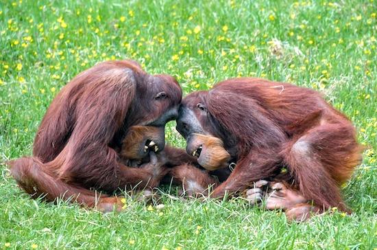 Rodzina orangutanów