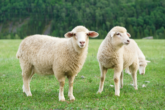 Schafe auf einer Wiese