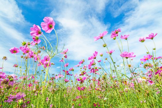 青い空を背景にコスモスの花、チェンライ、タイラ