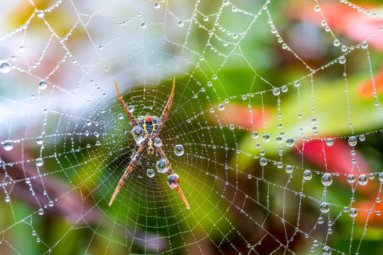 Spinnennetz mit einigen Wassertropfen