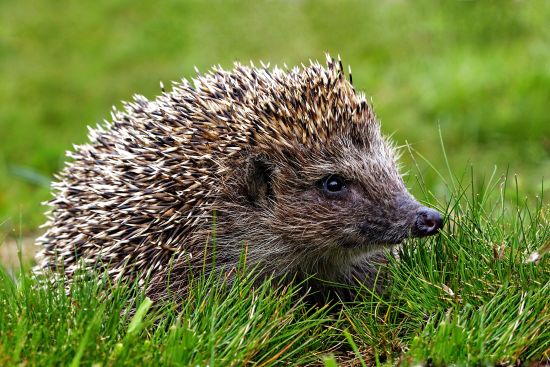 Einheimischer europäischer erwachsener kleiner Igel in grünem gra