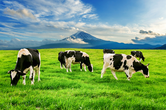 Krowy jedzące bujną trawę na zielonym polu z przodu
