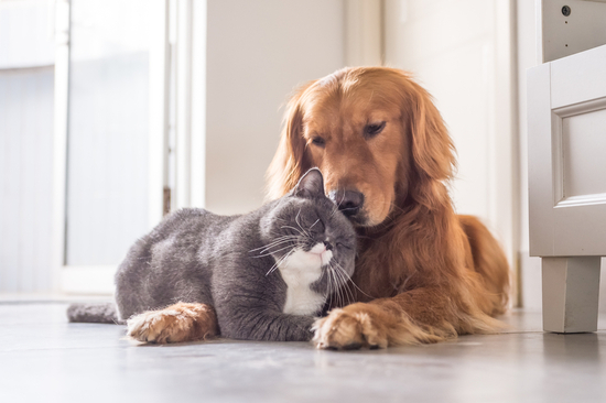 Britische Katze und Golden Retriever