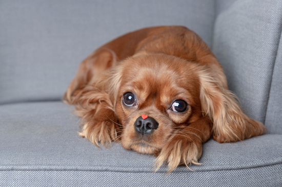 Cute dog with little red heart on the nose