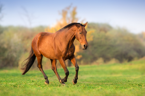 Pferd in Bewegung in der Herbstlandschaft