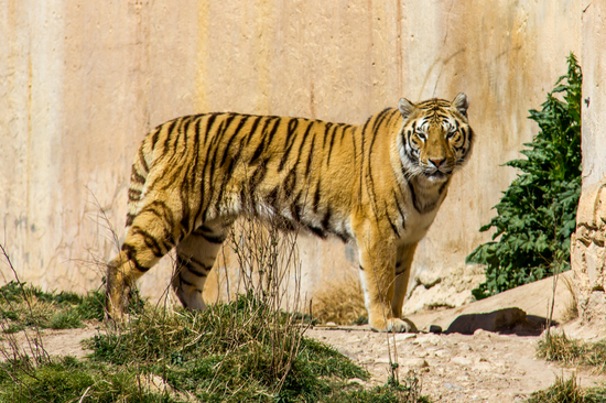 Ein Bengal-Tiger, der auf dem Gras steht