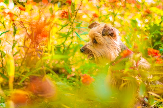 Brown Long Coat Dog in der Nähe von grünen Pflanzen