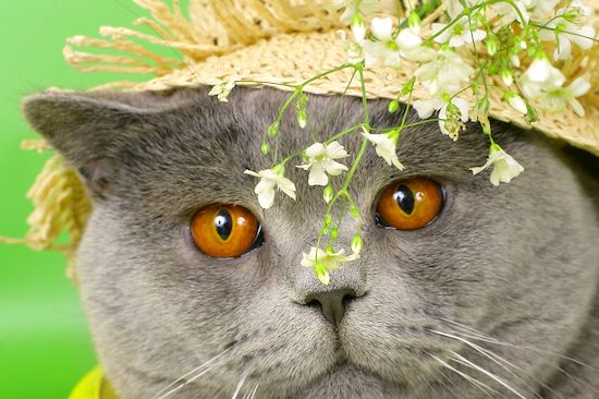 Gato con sombrero