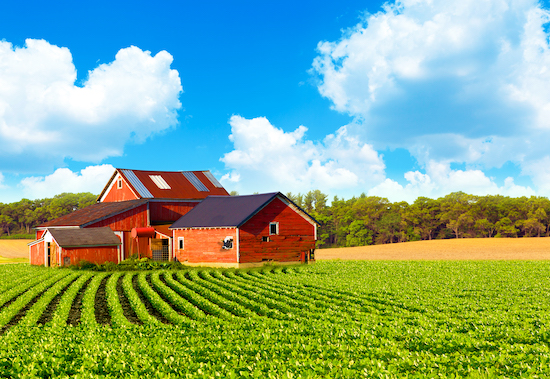 Sunny Farm Landscape