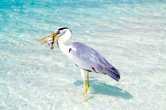 鳥を抱くペリカン