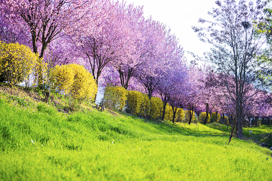 咲く桜の木