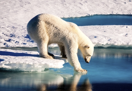 Polar bear at the Arctic