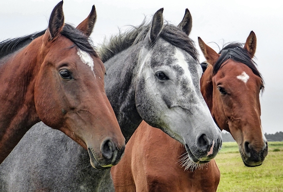 3匹馬