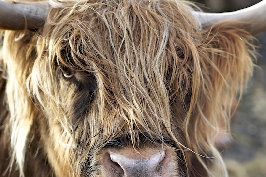 Mucca dell'altopiano a Elgol, Regno Unito