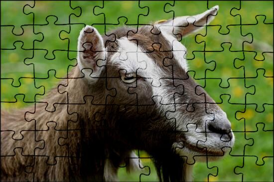 Goat Jigsaw Puzzles Online | JSPuzzles.com