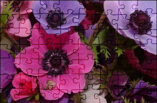 Anemone Jigsaw Puzzles Online | JSPuzzles.com